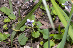 Viola hederacea