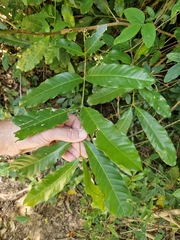 Guarea macrophylla