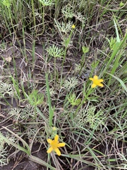 Ranunculus inundatus