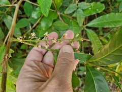 Guarea macrophylla