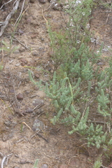 Aspalathus muraltioides