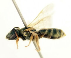 Seladonia