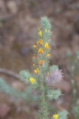 Aspalathus muraltioides