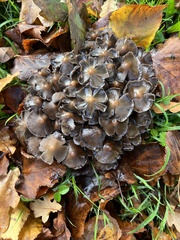 Coprinopsis atramentaria