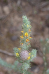 Aspalathus muraltioides