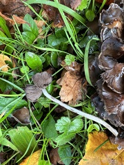 Coprinopsis atramentaria