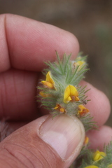 Aspalathus muraltioides