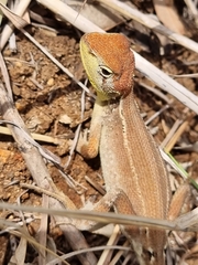 Diporiphora