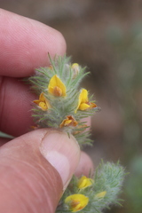 Aspalathus muraltioides