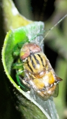 Eristalinus arvorum