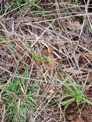 Diporiphora