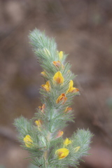 Aspalathus muraltioides