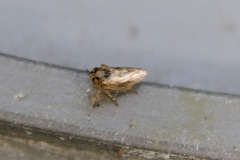 Agalliina