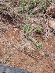 Diporiphora