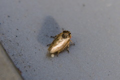 Agalliina