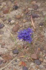 Codonorhiza elandsmontana