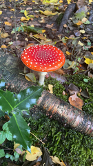 Amanita muscaria
