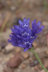 Codonorhiza elandsmontana