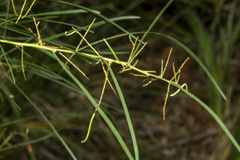 Acacia mucronata