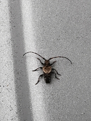 Pogonocherus hispidus