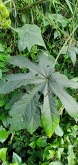 Araliaceae