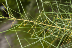 Acacia mucronata