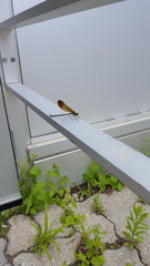 Calopteryx aequabilis