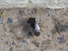 Geocoris megacephalus