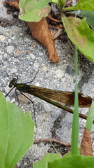 Calopteryx aequabilis
