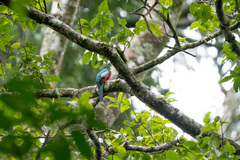 Apaloderma narina