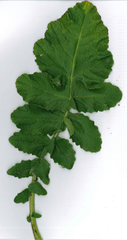 Raphanus raphanistrum raphanistrum