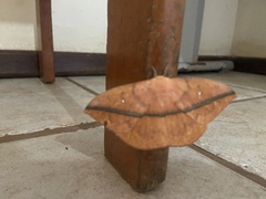 Lonomia