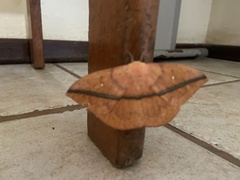 Lonomia
