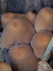 Coprinellus micaceus