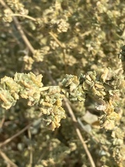 Atriplex halimus
