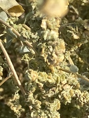 Atriplex halimus