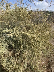 Atriplex halimus