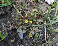 Halerpestes sarmentosa