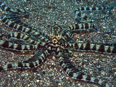Thaumoctopus mimicus