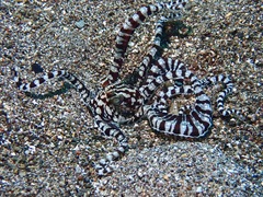 Thaumoctopus mimicus