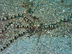 Thaumoctopus mimicus