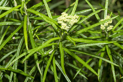 Cassinia longifolia