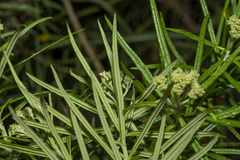 Cassinia longifolia