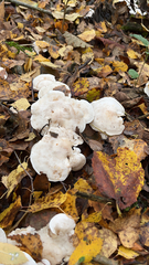 Entoloma abortivum