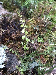 Asplenium flabellifolium