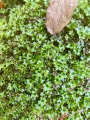 Rhizomnium punctatum