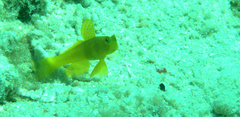 Cryptocentrus cinctus