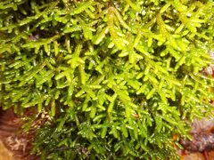 Porella platyphylla