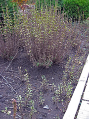 Hyssopus officinalis