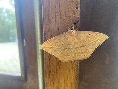 Lonomia